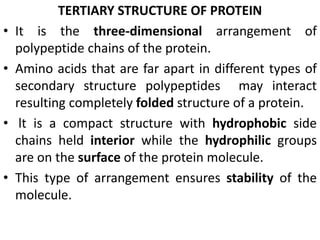 TERTIARY STRUCTURE OF PROTEIN
• It is the three-dimensional arrangement of
polypeptide chains of the protein.
• Amino acids that are far apart in different types of
secondary structure polypeptides may interact
resulting completely folded structure of a protein.
• lt is a compact structure with hydrophobic side
chains held interior while the hydrophilic groups
are on the surface of the protein molecule.
• This type of arrangement ensures stability of the
molecule.
 