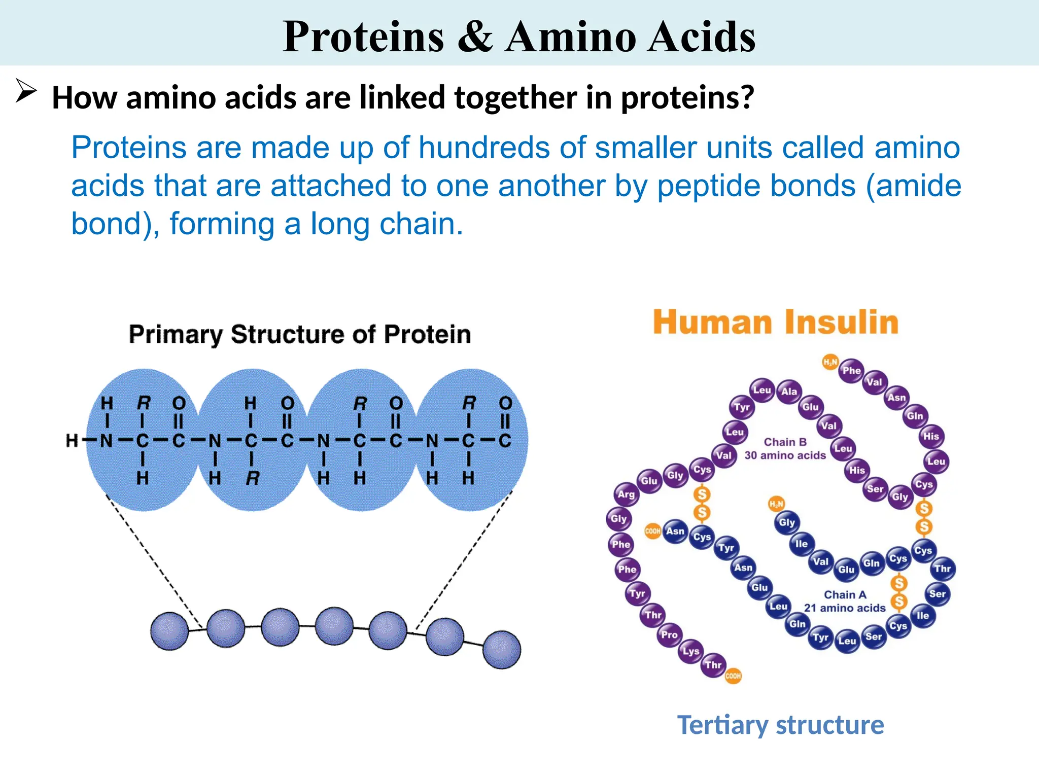 Amino Acids of the body and their structures and .pptx