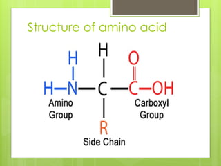 amino acids ppt Proteins structure Primary, Secondary | PPTX