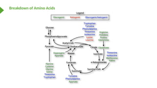 Amino Acids Introduction the nomenclature | PPTX