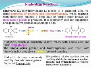 Ninhydrin Examples Amino acids.pptx agriculture biochemistry | PPTX