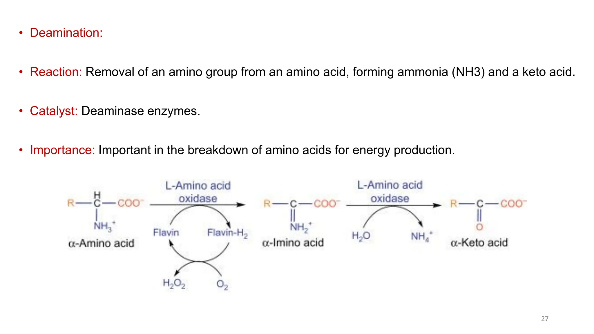 Amino acids-Classification, Structure, and reactions of amino acids.pdf