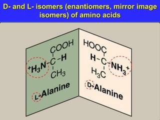 D- and L- isomers (enantiomers, mirror image
isomers) of amino acids
 