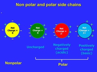 Non polar and polar side chains
.
+ +
+
+
+
+
+
+
+
+
+
+
+
+
+
+
Nonpolar
Negatively
charged
(acidic)
Uncharged
Polar
Positively
charged
(basic)
Net
Charge =
0
Net
Charge =
0
Net
Charge =
2+
Net
Charge =
2-
 