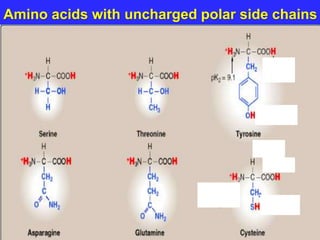 Amino acids with uncharged polar side chains
 