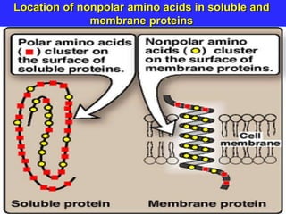 Location of nonpolar amino acids in soluble and
membrane proteins
 