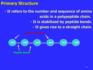 40
Primary Structure
- It refers to the number and sequence of amino
acids in a polypeptide chain.
- It is stabilized by peptide bonds.
- It gives rise to a straight chain.
aa1 aa2 aa3 aa4 aa5 aa6
Peptide Bonds
Amino Acids (aa)
 