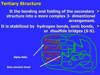 44
Tertiary Structure
•
It the bending and folding of the secondary
structure into a more complex 3- dimentional
arrangement.
•
It is stabilized by hydrogen bonds, ionic bonds,
or disulfide bridges (S-S).
Alpha Helix
Beta pleated sheet
 