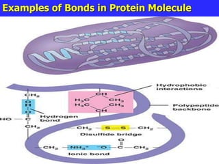 Examples of Bonds in Protein Molecule
 