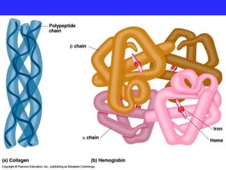 Quaternary Structure
 