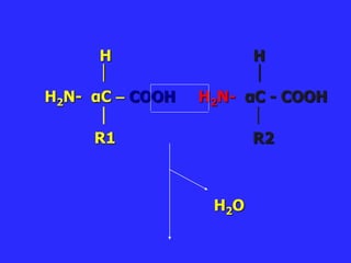 H H
 
H2N- αC – COOH H2N- αC - COOH
R1 R2
H2O
 