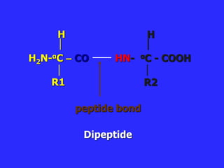 H H
 
H2N-αC – CO HN- αC - COOH
R1 R2
peptide bond
Dipeptide
 