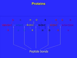 Proteins
O R H O R H O R
H2N-CH-C N-CH-C N-CH-C N-CH-C N-CH-C N-CH-COOH
R H O R H O R H
Peptide bonds
 