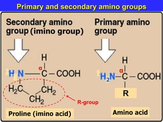 Primary and secondary amino groups
2
(imino group)
Amino acid
R
R-group
Proline (imino acid)
α α
 