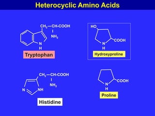 Tryptophan
CH2 CH-COOH
I
NH2
N
H
COOH
N
H
Proline
Histidine
CH2 CH-COOH
I
NH2
NH
N
HO
COOH
N
H
Hydroxyproline
Heterocyclic Amino Acids
 
