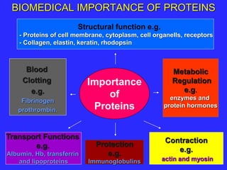 Structural function e.g.
- Proteins of cell membrane, cytoplasm, cell organells, receptors
- Collagen, elastin, keratin, rhodopsin
BIOMEDICAL IMPORTANCE OF PROTEINS
Importance
of
Proteins
Transport Functions
e.g.
Albumin, Hb, transferrin
and lipoproteins
Metabolic
Regulation
e.g.
enzymes and
protein hormones
Contraction
e.g.
actin and myosin
Protection
e.g.
Immunoglobulins
Blood
Clotting
e.g.
Fibrinogen
prothrombin.
 