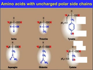 Amino acids with uncharged polar side chains
 
