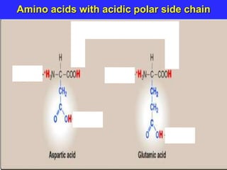 Amino acids with acidic polar side chain
 