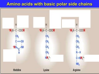 Amino acids with basic polar side chains
 