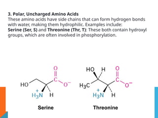 3. Polar, Uncharged Amino Acids
These amino acids have side chains that can form hydrogen bonds
with water, making them hydrophilic. Examples include:
Serine (Ser, S) and Threonine (Thr, T): These both contain hydroxyl
groups, which are often involved in phosphorylation.
 