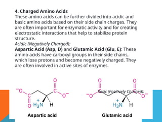 4. Charged Amino Acids
These amino acids can be further divided into acidic and
basic amino acids based on their side chain charges. They
are often important for enzymatic activity and for creating
electrostatic interactions that help to stabilize protein
structure.
Acidic (Negatively Charged):
Aspartic Acid (Asp, D) and Glutamic Acid (Glu, E): These
amino acids have carboxyl groups in their side chains,
which lose protons and become negatively charged. They
are often involved in active sites of enzymes.
Basic (Positively Charged):
 