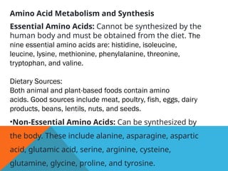Amino Acid Metabolism and Synthesis
Essential Amino Acids: Cannot be synthesized by the
human body and must be obtained from the diet. The
nine essential amino acids are: histidine, isoleucine,
leucine, lysine, methionine, phenylalanine, threonine,
tryptophan, and valine.
Dietary Sources:
Both animal and plant-based foods contain amino
acids. Good sources include meat, poultry, fish, eggs, dairy
products, beans, lentils, nuts, and seeds.
•Non-Essential Amino Acids: Can be synthesized by
the body. These include alanine, asparagine, aspartic
acid, glutamic acid, serine, arginine, cysteine,
glutamine, glycine, proline, and tyrosine.
 