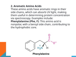 2. Aromatic Amino Acids
These amino acids have aromatic rings in their
side chains, which can absorb UV light, making
them useful in determining protein concentration
via spectroscopy. Examples include:
Phenylalanine (Phe, F): This amino acid is
nonpolar, with a benzyl side chain, contributing to
the hydrophobic core.
 