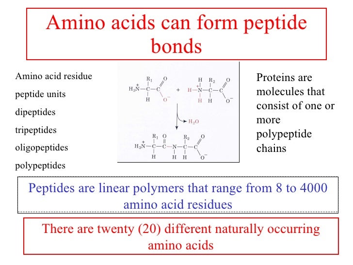 Amino acids 1