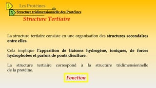 3
3 Structure tridimensionnelle des Protéines
Structure Tertiaire
La structure tertiaire consiste en une organisation des structures secondaires
entre elles.
Cela implique l’apparition de liaisons hydrogène, ioniques, de forces
hydrophobes et parfois de ponts disulfure.
La structure tertiaire correspond à la structure tridimensionnelle
de la protéine.
Fonction
 