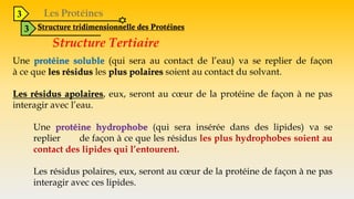 3
3 Structure tridimensionnelle des Protéines
Structure Tertiaire
Une protéine soluble (qui sera au contact de l’eau) va se replier de façon
à ce que les résidus les plus polaires soient au contact du solvant.
Les résidus apolaires, eux, seront au cœur de la protéine de façon à ne pas
interagir avec l’eau.
Une protéine hydrophobe (qui sera insérée dans des lipides) va se
replier de façon à ce que les résidus les plus hydrophobes soient au
contact des lipides qui l’entourent.
Les résidus polaires, eux, seront au cœur de la protéine de façon à ne pas
interagir avec ces lipides.
 