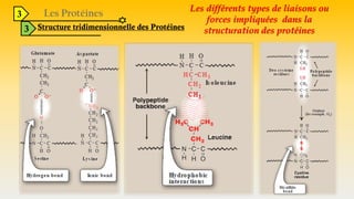 3
3 Structure tridimensionnelle des Protéines
Les différents types de liaisons ou
forces impliquées dans la
structuration des protéines
 