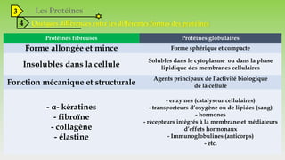 3
4 Quelques différences entre les différentes formes des protéines
Protéines fibreuses Protéines globulaires
Forme allongée et mince Forme sphérique et compacte
Insolubles dans la cellule
Solubles dans le cytoplasme ou dans la phase
lipidique des membranes cellulaires
Fonction mécanique et structurale
Agents principaux de l’activité biologique
de la cellule
- α- kératines
- fibroïne
- collagène
- élastine
- enzymes (catalyseur cellulaires)
- transporteurs d’oxygène ou de lipides (sang)
- hormones
- récepteurs intégrés à la membrane et médiateurs
d’effets hormonaux
- Immunoglobulines (anticorps)
- etc.
 