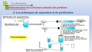 3
7 Détermination de la structure primaire des protéines
Ultracentrifugation
 