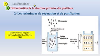 3
7 Détermination de la structure primaire des protéines
Electrophorèse en gel de
polyacrylamide (PAGE) avec
SDS
 
