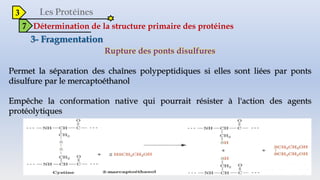 3
7 Détermination de la structure primaire des protéines
Rupture des ponts disulfures
Permet la séparation des chaînes polypeptidiques si elles sont liées par ponts
disulfure par le mercaptoéthanol
Empêche la conformation native qui pourrait résister à l'action des agents
protéolytiques
 