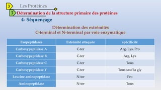 3
7 Détermination de la structure primaire des protéines
Détermination des extrémités
C-terminal et N-terminal par voie enzymatique
Exopeptidases Extrémité attaquée spécificité
Carboxypeptidase A C-ter Arg, Lys, Pro
Carboxypeptidase B C-ter Arg, Lys
Carboxypeptidase C C-ter Tous
Carboxypeptidase Y C-ter Tous sauf la gly
Leucine aminopeptidase N-ter Pro
Aminopeptidase N-ter Tous
 