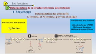 3
7 Détermination de la structure primaire des protéines
Détermination des extrémités
C-terminal et N-terminal par voie chimique
Détermination du C-terminal
Hydrazine
Détermination du N-terminal
Méthode de Sanger (FDNB)
Méthode de dansylation
Méthode récurrente d'Edman
 