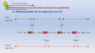 3
7 Détermination de la structure primaire des protéines
 