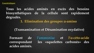 Tous les acides aminés en excès des besoins
biosynthétiques de la cellule sont rapidement
dégradés.
1. Elimination des groupes α-amino
(Transamination et Désamination oxydative)
Formant de l'ammoniac et l'α-céto-acide
correspondant les «squelettes carbonés» des
acides aminés.
Caractéristiques
 