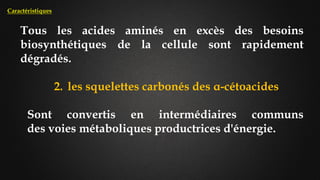 Tous les acides aminés en excès des besoins
biosynthétiques de la cellule sont rapidement
dégradés.
2. les squelettes carbonés des α-cétoacides
Sont convertis en intermédiaires communs
des voies métaboliques productrices d'énergie.
Caractéristiques
 