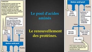 Caractéristiques
Le pool d'acides
aminés
Le renouvellement
des protéines.
 