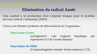 Chapitre 2 : Catabolisme des Acides aminés
Elimination du radical Azoté
Cela conduit à la production d’un composé toxique pour le système
nerveux central: l’ammoniac (NH3).
Celui-ci est éliminé (systèmes de détoxication) de l’organisme :
Sous forme d’urée
(uréogénèse= voie majeure hépatique qui
représente 4/5 de l’azote éliminé)
Sous forme de NH4+
(l’ammoniogénèse rénale= forme mineure: 1/5).
 