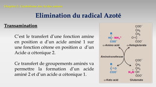 Chapitre 2 : Catabolisme des Acides aminés
Elimination du radical Azoté
Transamination
C’est le transfert d’une fonction amine
en position α d’un acide aminé 1 sur
une fonction cétone en position α d’un
Acide α cétonique 2.
Ce transfert de groupements aminés va
permettre la formation d’un acide
aminé 2 et d’un acide α cétonique 1.
 