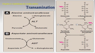 Chapitre 2 : Catabolisme des Acides aminés
Transamination
 