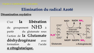 Chapitre 2 : Catabolisme des Acides aminés
Elimination du radical Azoté
Désamination oxydative
C’est la libération
du groupement NH3 à
partir du glutamate sous
l’action de la Glutamate
déshydrogénase avec
formation de l’acide
α cétoglutarique.
 