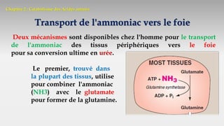 Chapitre 2 : Catabolisme des Acides aminés
Transport de l'ammoniac vers le foie
Deux mécanismes sont disponibles chez l'homme pour le transport
de l'ammoniac des tissus périphériques vers le foie
pour sa conversion ultime en urée.
Le premier, trouvé dans
la plupart des tissus, utilise la glutamine synthétase
pour combiner l'ammoniac
(NH3) avec le glutamate
pour former de la glutamine.
 