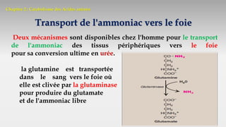 Chapitre 2 : Catabolisme des Acides aminés
Transport de l'ammoniac vers le foie
Deux mécanismes sont disponibles chez l'homme pour le transport
de l'ammoniac des tissus périphériques vers le foie
pour sa conversion ultime en urée.
la glutamine est transportée
dans le sang vers le foie où
elle est clivée par la glutaminase
pour produire du glutamate
et de l'ammoniac libre
 