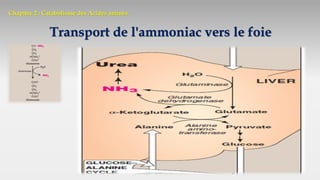 Chapitre 2 : Catabolisme des Acides aminés
Transport de l'ammoniac vers le foie
 