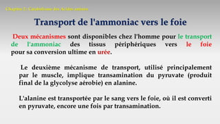 Chapitre 2 : Catabolisme des Acides aminés
Transport de l'ammoniac vers le foie
Deux mécanismes sont disponibles chez l'homme pour le transport
de l'ammoniac des tissus périphériques vers le foie
pour sa conversion ultime en urée.
Le deuxième mécanisme de transport, utilisé principalement
par le muscle, implique transamination du pyruvate (produit
final de la glycolyse aérobie) en alanine.
L'alanine est transportée par le sang vers le foie, où il est converti
en pyruvate, encore une fois par transamination.
 