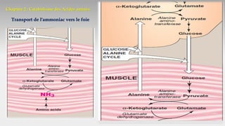 Chapitre 2 : Catabolisme des Acides aminés
Transport de l'ammoniac vers le foie
 